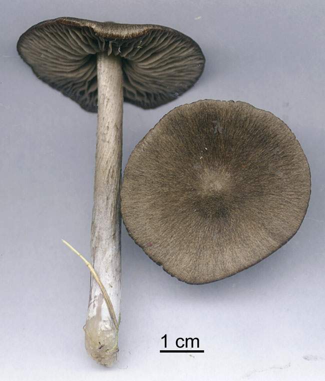 Entoloma porphyrophaeum